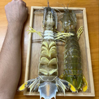 Fresh Mantis Shrimp (Xia Ba / 虾婆) – Wild Caught, Large Size