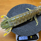 Fresh Mantis Shrimp (Xia Ba / 虾婆) – Wild Caught, Large Size
