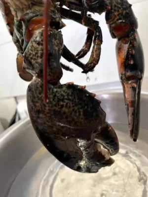 Live Maine Lobster 