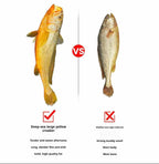 Deep sea large yellow croaker