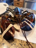 Live Maine Lobster 