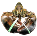 Live Maine Lobster 